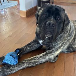 Mastiffs from North Star Mastiffs