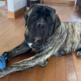 Mastiffs from North Star Mastiffs