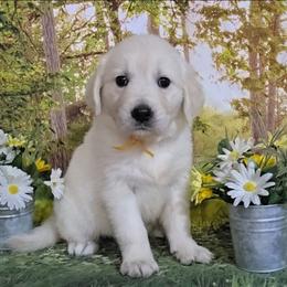 Gold - Light golden female Golden Retriever puppy in Salem, Ohio from Golden Pride Retrievers