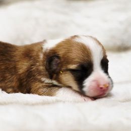 CKC Sable Female - Sable and white female American Corgi puppy in Clovis, New Mexico from Sweet & Salty Cowdogs
