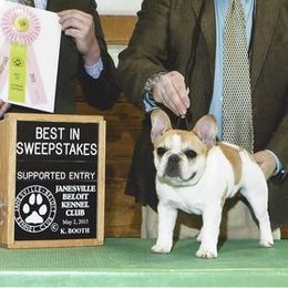 French Bulldogs and Pugs from David Cook