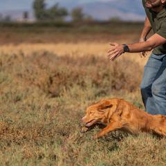 Nova Scotia Duck Tolling Retrievers from Shireway Tollers