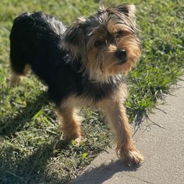 Yorkshire Terriers from Southern House Of Yorkies