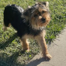 Yorkshire Terriers from Southern House Of Yorkies