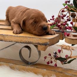 Black collar - Dark golden male Golden Retriever puppy in Turtlepoint, Pennsylvania from Allegheny River Retrievers