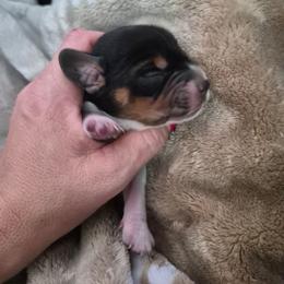 Boy 1 - Blue tan and white male Beagle puppy in Medford, Oregon from Laceys AKC Beagles