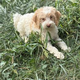 Quartz - Cream male Labradoodle puppy in Somerset, California from Annie’s Animals