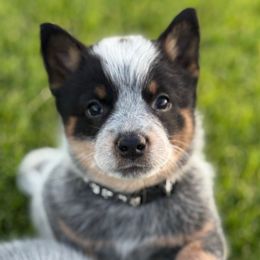 Black Girl 6 - Blue female Australian Cattle Dog puppy in Bingham County, Idaho from Circle C Australian Cattle Dogs