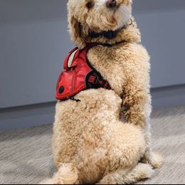 Goldendoodle All Grown Up from Deerhaven Doodles