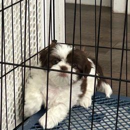 Female 5 - Sable and white female Shih Tzu puppy in Kissimmee, Florida from Bebe AKC Puppies