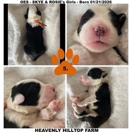ORANGE COLLAR GIRL - Black and white female Old English Sheepdog puppy in Charlo, Montana from Heavenly Hilltop Farm