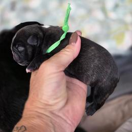 Green boy - Brindle male French Bulldog puppy in Polk City, Florida from Best Friend Frenchies, LLC