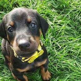 Doberman Pinscher Puppies from Emerald Eire Dobermanns
