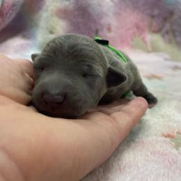 Carlo - Blue male Italian Greyhound puppy in Lancaster, Missouri from White Stone Ranch