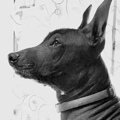 Kitty - Xoloitzcuintli