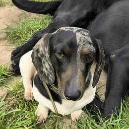 Pedro - Dachshund