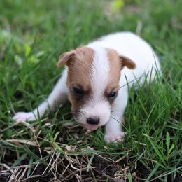 Carlisle - Tan and white male Jack Russell Terrier puppy in West Bend, Iowa from Blue Skies Terriers