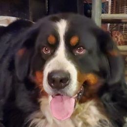 Murph - Bernese Mountain Dog