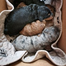 Bernedoodle and Sheepadoodle Puppies from Texas Hill Country Sheepadoodles & Bernedoodles