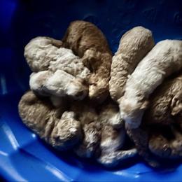 Goldendoodle puppies from Maison De Pawz