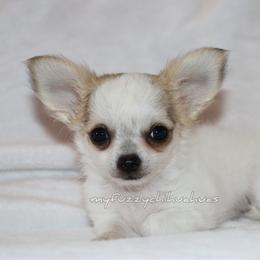 Kirby - Silver and white male Chihuahua puppy in Wakarusa, Indiana from My Fuzzy Chihuahuas