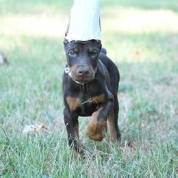 Skye-Raynah - Red and rust female Doberman Pinscher puppy in Overton, Texas from Obsidian Kennel