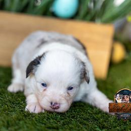 Lumen - Blue merle female Toy Australian Shepherd puppy in Granbury, Texas from Best Little Aussies