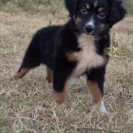 Melody - Black tri female Toy Australian Shepherd puppy in Muskogee, Oklahoma from Tagalong Lane Australian shepherds