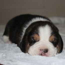 Watson - Black tan and white male Beagle puppy in Morrill, Kansas from Kelle Beagles