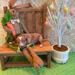 Peter - Red  male Goldendoodle puppy in Bucyrus, Missouri from Hill Top Pomskies