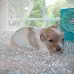 Australian Labradoodle Puppies from Windsor Creek Labradoodles