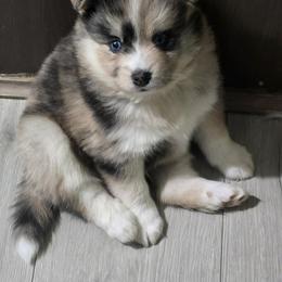 Pomsky Puppies from Pomskies of Vermont