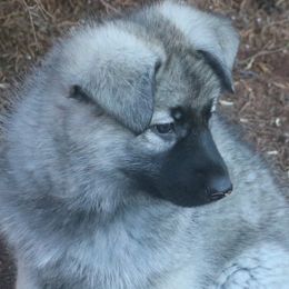 German Shepherd Puppies from Silver Raye German Shepherds