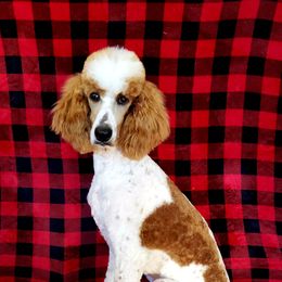 Dutchess - Poodle