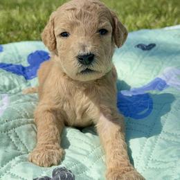 Miss Green Collar (video) - Apricot female Poodle puppy in Screven, Georgia from Dreamland Standard Poodles