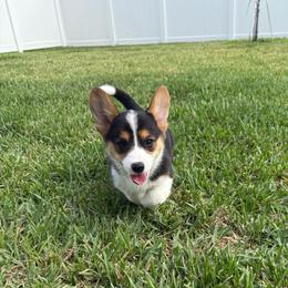 Cocoa - Black and tan female American Corgi puppy in Register, Florida from Southern Georgia Corgi Loafs
