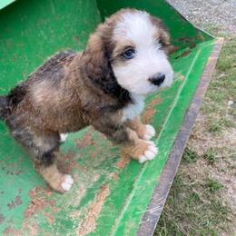 Bernedoodle Puppies from Bayou Blu's Bernedoodles