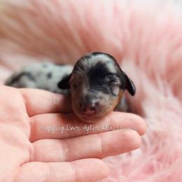 Alexander - Dapple male Dachshund puppy in Robesonia, Pennsylvania from Happily Ever After’s Puppies