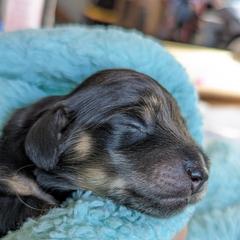 Dachshund Puppies from Sunflower Dachshunds