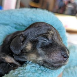Dachshund Puppies from Sunflower Dachshunds