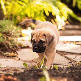 Mastiff Puppies from Green Meadow Mastiffs