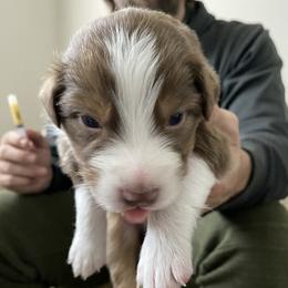 Boy 2 - Australian Shepherd puppy from Saltair Australian Shepherds