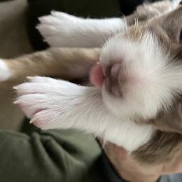 Boy 2 - Australian Shepherd puppy from Saltair Australian Shepherds