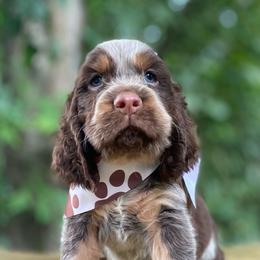 Maddox - Tri-Roan male English Springer Spaniel puppy in Crawford, Tennessee from Lilly Lane Spaniels