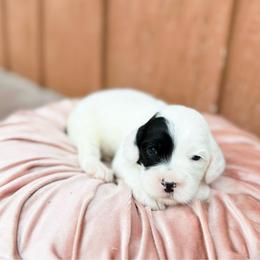 Gizmo - Cream male Australian Labradoodle puppy in Wamego, Kansas from Doodles of Oz