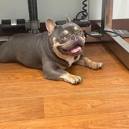 Chaos - French Bulldog