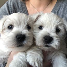 Shihpoo, Shih Tzu, and West Highland White Terrier Puppies from Westie Way & Polly Tzu Shih tzu and more