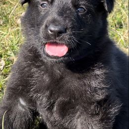 German Shepherd Puppies from Alten Waechter German Shepherds