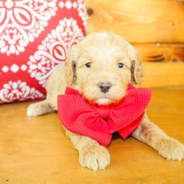 Finn - Apricot male Goldendoodle puppy in Antlers, Oklahoma from Rocking H