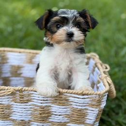 Hudson - Black tan and white male Biewer Terrier puppy in Liberty, Texas from Tiny Yorkshire pups